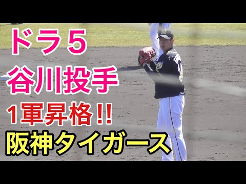 ドラフト５位、１軍昇格した谷川投手の投球内容。【練習試合、西武VS阪神　２/１７】