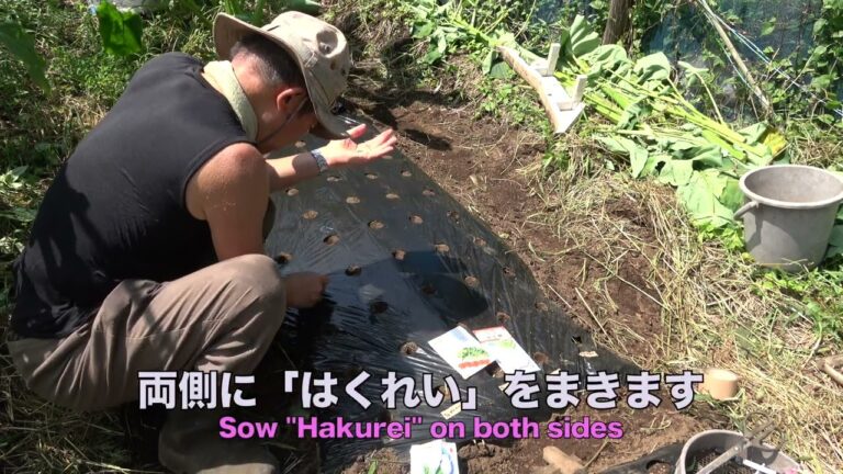 菜園だより240904大根と蕪種まき