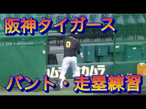 阪神タイガース 試合前練習〈バント・走塁・ランニング〉2024.9.1