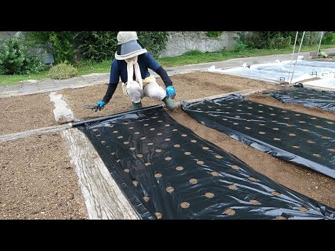 菜園だより240922アグリス成城・マルチ張り