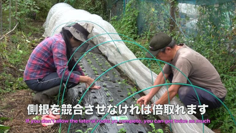 菜園だより241004ナス片付け後畝立て