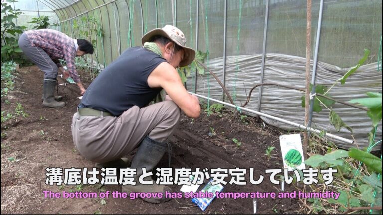 菜園だより241025菜っぱの種まき