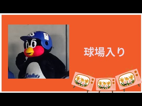 ２０２４年１１月３日 松山秋季キャンプのつば九郎　#東京ヤクルトスワローズ 　#坊っちゃんスタジアム 　#岩田幸宏 　#増田珠　#チャンネル登録高評価よろしくお願いします 　#燕征 　#愛媛県