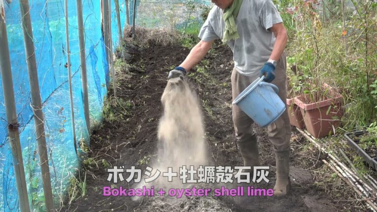 菜園だより241101里芋収穫・畝立て