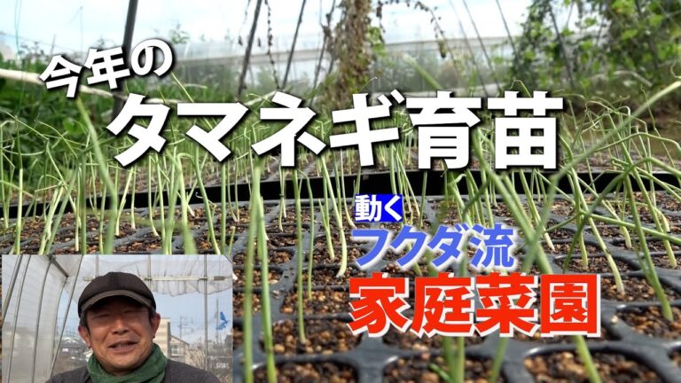 【家庭菜園】今年のタマネギ育苗（おまかせ菜園フクダ流）