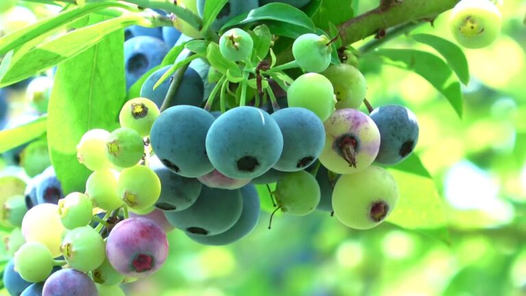 菜園だより240719フクベリーシーズンのはじまり