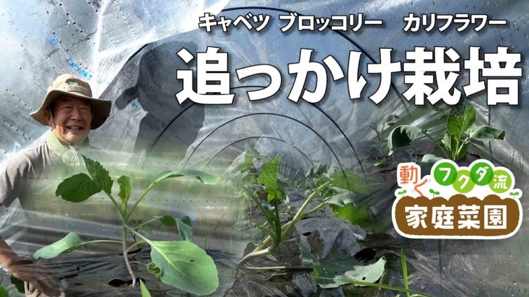 【家庭菜園】キャベツ、ブロッコリー、カリフラワーの追っかけ栽培　おまかせ菜園フクダ流