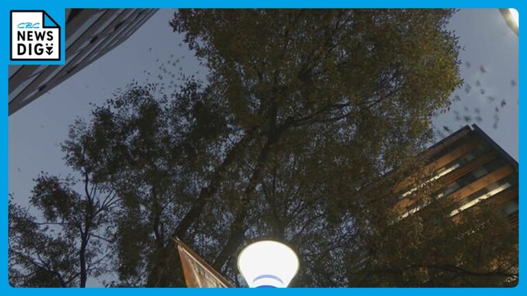 「誰か助けて」ムクドリの群れが名古屋の中心に…“鳴き声やふん”に飲食店が大迷惑！「全然逃げない」“おもちゃの銃”の効果は？