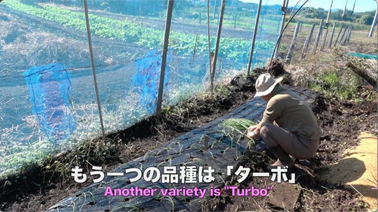菜園だより241107タマネギ追加植え