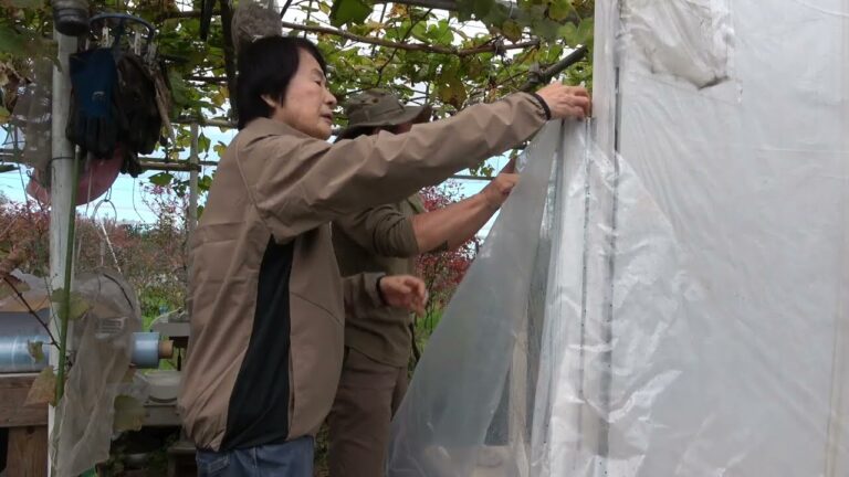 菜園だより241118苗植え・トレペ枠増設