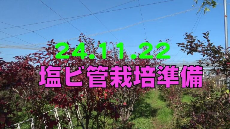 菜園だより241122塩ビ管栽培準備