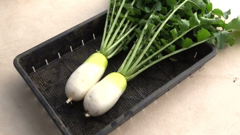 菜園だより241128生姜収穫・春大根畝準備
