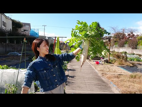 菜園だより241208アグリス成城