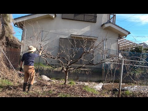 菜園だより241218柿の木の剪定