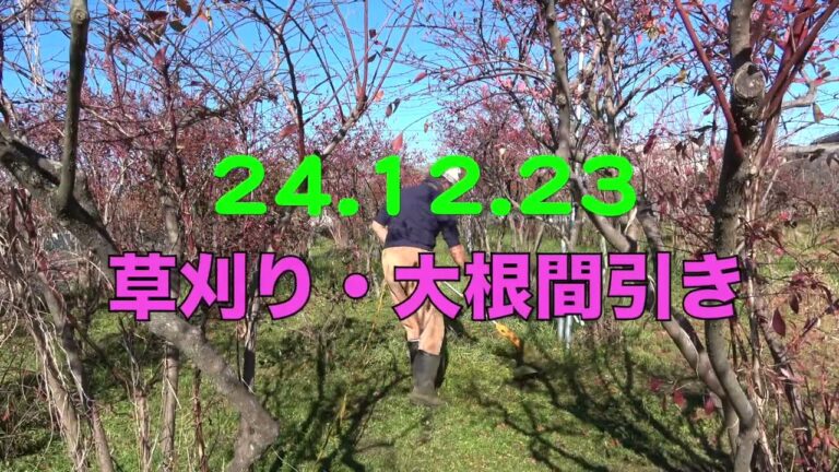 菜園だより241223草刈り・大根間引き