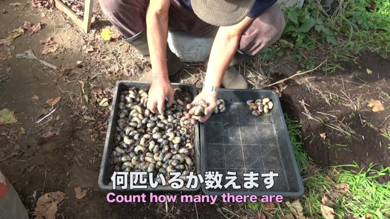 菜園だより231120堆肥回収・種まき