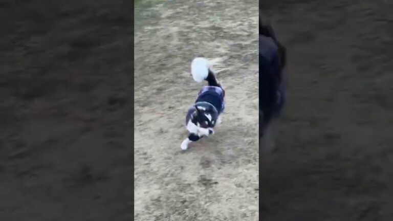 走るクロン