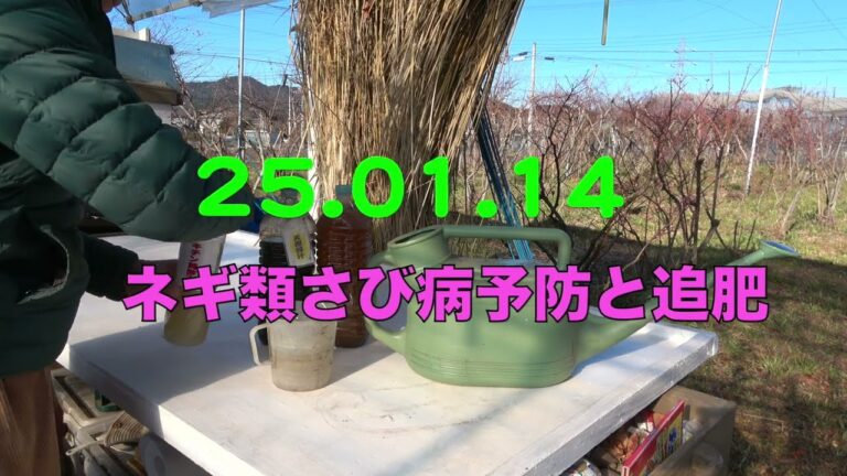 菜園だより250114ネギ類さび病予防と追肥