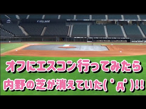 【オフエスコン】グッズを買いにオフのエスコンに行ってきたよ～