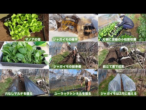 菜園だより250121ジャガイモ畝準備・マノア植え