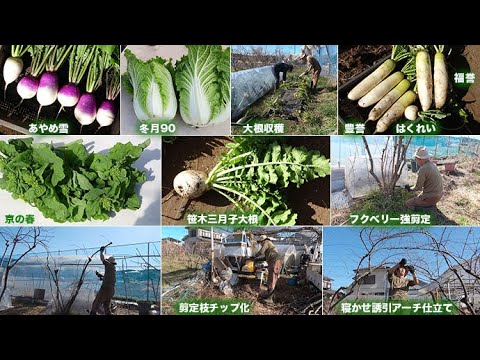 菜園だより250131冬野菜収穫・フクベリー剪定
