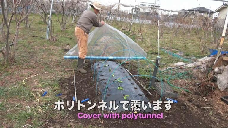 菜園だより250306トウモロコシ・レタス植え