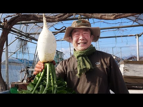菜園だより250217笹木三月子大根・ジャガイモ