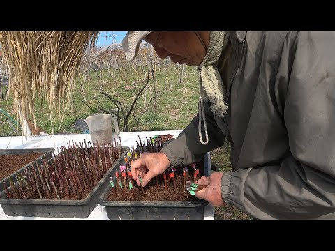 菜園だより250318フクベリー休眠枝挿し