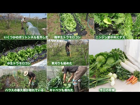 菜園だより250417ポリトンネル除去・草刈り