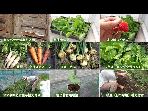 菜園だより250422塩ビ管栽培増設