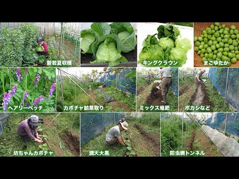 菜園だより250428カボチャ植え