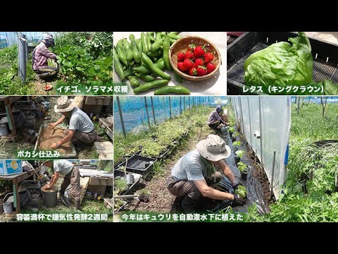 菜園だより250503ボカシ・キュウリ植え
