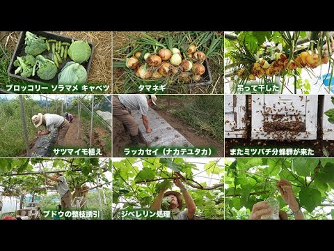 菜園だより250523分蜂・サツマ・落花生・ブドウ