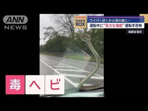 運転中に“巨大な毒蛇”運転手恐怖　ワイパー近くから目の前に…【スーパーJチャンネル】(2024年10月10日)