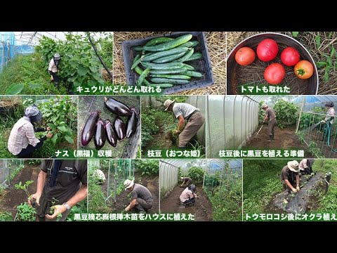 菜園だより250626黒豆・オクラ植え
