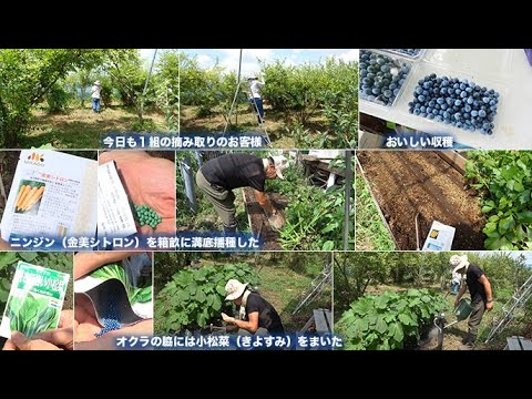 菜園だより250731ニンジン・小松菜種まき