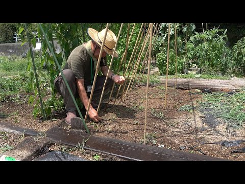 菜園だより250803アグリス成城・インゲン種まき