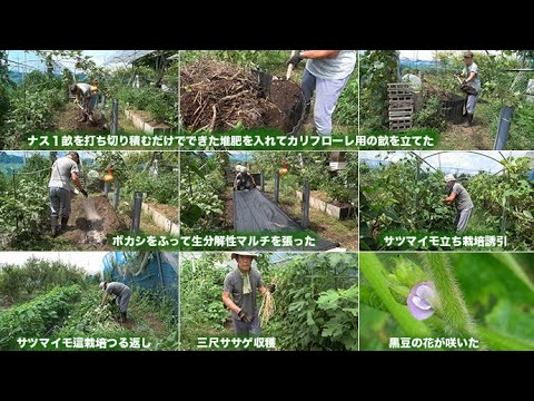 菜園だより250814カリフローレ用畝立て