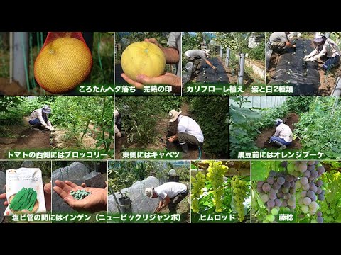 菜園だより250815アブラナ科苗植え