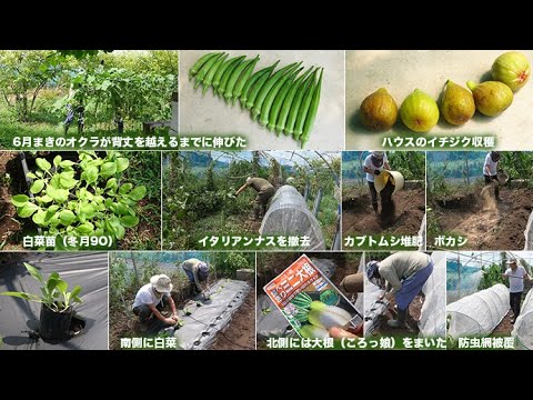 菜園だより250825白菜植え付け