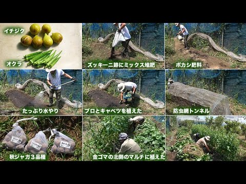菜園だより250829ブロ・キャベツ・ジャガ植え