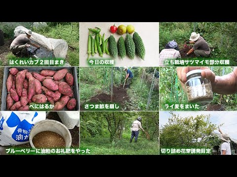 菜園だより250915サツマイモ・ライ麦・施肥・剪定