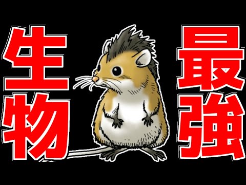 【DQM2】7年前に流行ったドラクエのオンライン対戦に「本気」で挑戦してみた結果www【イルとルカの不思議なふしぎな鍵】