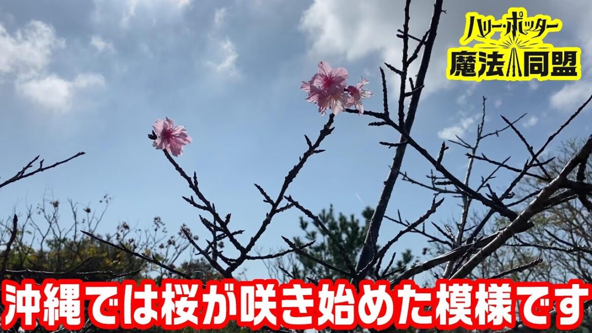 【魔法同盟】とりあえずイベ「暗闇の中」3/4から終わりまで攻略していく。ハリーポッター魔法同盟【ハリポタGO】