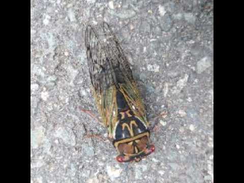 カイロソフトの常夏プールパレス その1…秋田市初雪でまた季節外れのプールを開業(完全初見&荒らし系は遠慮なくTO&Bします)