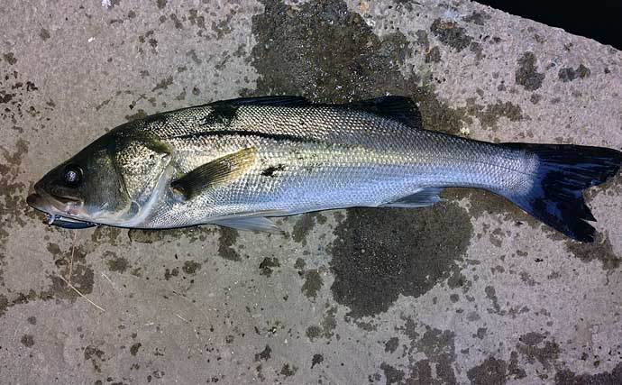 「シーバスは足で釣る！」リバーシーバスゲームで本命3匹キャッチ【千葉・村田川】