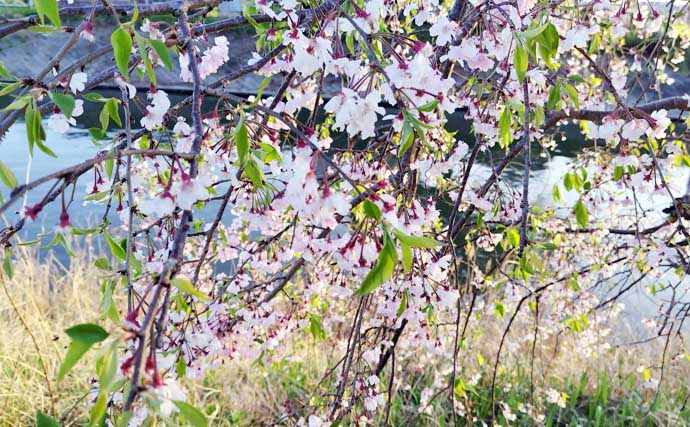 「シーバスは足で釣る！」リバーシーバスゲームで本命3匹キャッチ【千葉・村田川】