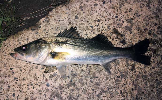 「シーバスは足で釣る！」リバーシーバスゲームで本命3匹キャッチ【千葉・村田川】