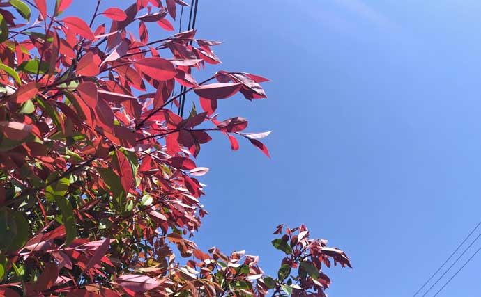 「シーバスは足で釣る！」リバーシーバスゲームで本命3匹キャッチ【千葉・村田川】