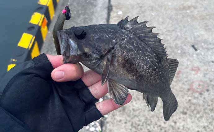北海道ロックフィッシュゲームでクロソイの数釣りを満喫　アイナメは不発